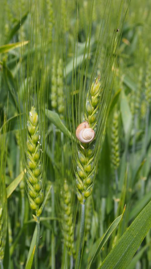 未成熟的小麦图片农作物小麦